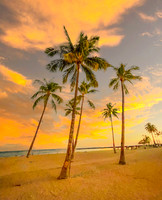 Waikiki Palms-1